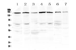 Western blot analysis of PER3 using anti-PER3 antibody . (PER3 anticorps  (AA 1085-1199))