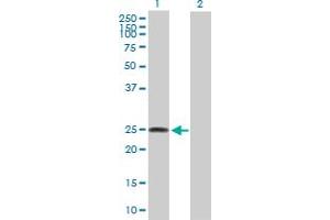 Western Blot analysis of LOC134145 expression in transfected 293T cell line by LOC134145 MaxPab polyclonal antibody. (FAM173B anticorps  (AA 1-233))