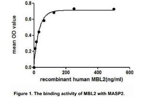 Mannose-Binding Lectin (Protein C) 2, Soluble (MBL2) (AA 130-248) (Active) protein (His tag,GST tag)