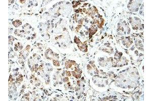 IHC analysis of formalin-fixed paraffin-embedded fetal pancreas with cytoplasmic staining, using BTNL2 antibody (1/100 dilution). (BTNL2 anticorps)