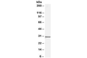 Western blot testing of human HEK293 cell lysate with Syntenin antibody at 0. (SDCBP anticorps)