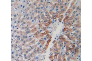 IHC-P analysis of liver tissue, with DAB staining. (CAPNL1 anticorps  (AA 75-356))