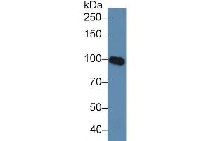 Western Blot; Sample: Human Serum; Primary Ab: 5µg/ml Rabbit Anti-Human MAG Antibody Second Ab: 0.