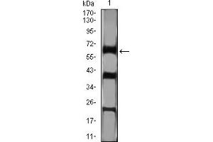 Western blot analysis using CTNNBL1 mouse mAb against Hela (1) cell lysate.