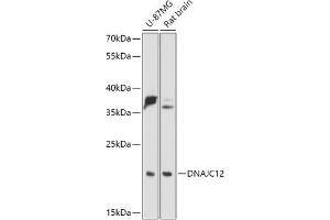 Western blot analysis of extracts of various cell lines, using DN antibody (ABIN7266822) at 1:1000 dilution. (DNAJC12 anticorps  (AA 1-198))