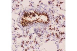 Anti-MUC1 Picoband antibody,  IHC(P): Mouse Lung Tissue