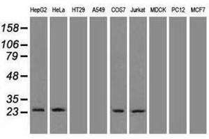 Image no. 3 for anti-Neurogenin 1 (NEUROG1) antibody (ABIN1499703) (Neurogenin 1 anticorps)