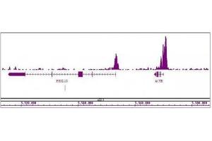 Histone H3K4me3 antibody (mAb) tested by ChIP-Seq. (Histone 3 anticorps  (H3K4me3))