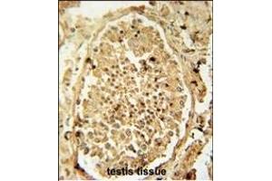 PDHA2 antibody (Center) (ABIN654713 and ABIN2844402) immunohistochemistry analysis in formalin fixed and paraffin embedded human testis tissue followed by peroxidase conjugation of the secondary antibody and DAB staining.