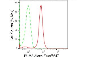 Flow cytometric analysis of PUM2 expression in H9c2 cells using PUM2 antibody (ABIN7800065), 1:2,000). (Recombinant PUM2 anticorps)
