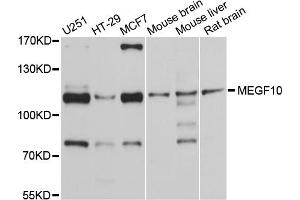 Western blot analysis of extracts of various cell lines, using MEGF10 antibody. (MEGF10 anticorps)