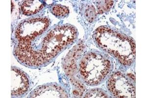 Image no. 1 for anti-Rac GTPase Activating Protein 1 (RACGAP1) (C-Term) antibody (ABIN374167) (RACGAP1 anticorps  (C-Term))