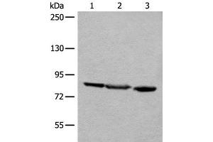 Western blot analysis of A549 Jurkat and HEPG2 cell lysates using TAGAP Polyclonal Antibody at dilution of 1:400