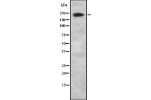 Western blot analysis of ARI1A using NIH-3T3 whole cell lysates (ARID1A anticorps  (Internal Region))