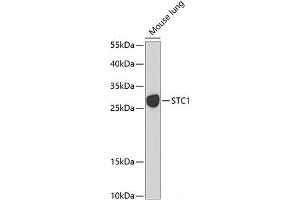 Western blot analysis of extracts of Mouse lung using STC1 Polyclonal Antibody at dilution of 1:1000. (Stanniocalcin 1 anticorps)