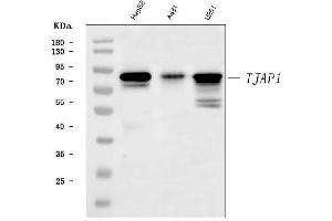 Western blot analysis of TJAP1 using anti-TJAP1 antibody (ABIN7600200).