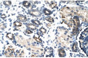 Rabbit Anti-TSC22D4 Antibody Catalog Number: ARP30107 Paraffin Embedded Tissue: Human Kidney Cellular Data: Epithelial cells of renal tubule Antibody Concentration: 4. (TSC22D4 anticorps  (N-Term))