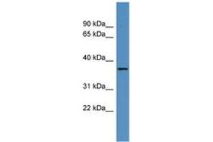 OR2H2 antibody  (AA 166-215)
