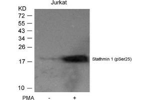 Western blot analysis of extracts from Jurkat cells untreated or treated with PMA using Stathmin 1(Phospho-Ser25) Antibody. (Stathmin 1 anticorps  (pSer25))