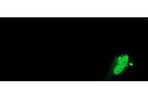 Anti-SAMHD1 mouse monoclonal antibody (ABIN2453623) immunofluorescent staining of COS7 cells transiently transfected by pCMV6-ENTRY SAMHD1 (RC206013). (SAMHD1 anticorps)