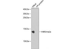 Western blot analysis of extracts of various cell lines using Asymmetric DiMethyl-Histone H4-R3 Polyclonal Antibody. (Histone H4 anticorps  (H4R3me2a))