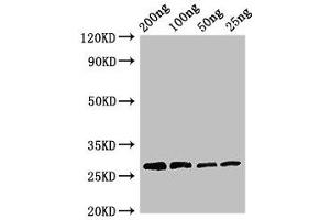 Western Blot Positive WB detected in Recombinant protein All lanes: Papain antibody at 3 μg/mL Secondary Goat polyclonal to rabbit IgG at 1/50000 dilution predicted band size: 27 kDa observed band size: 27 kDa (Papain (AA 134-345) anticorps)