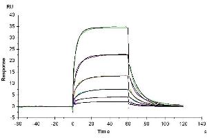 Human DLL4, hFc Tag captured on CM5 Chip via Protein A can bind Human Notch 1, His Tag with an affinity constant of 0.