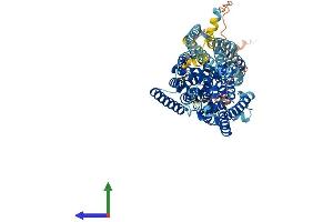 AlphaFold protein structure predicition of Human Recombinant SLC5A11 Protein, UniprotID Q8WWX8