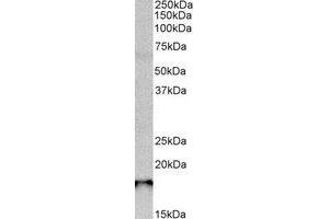 Western Blotting (WB) image for anti-SAP30-Like (SAP30L) (C-Term) antibody (ABIN2464907) (SAP30L anticorps  (C-Term))