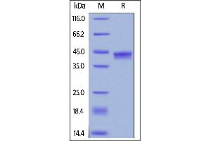 Biotinylated Human IL-17A&IL-17F, Avitag,His Tag on  under reducing (R) condition.