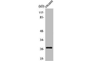 Western Blot analysis of HepG2 cells using TP53INP1 Polyclonal Antibody (TP53INP1 anticorps  (C-Term))