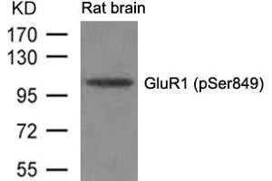 Western blot analysis of extracts from Rat brain tissue using GluR1(phospho-Ser849) Antibody. (Glutamate Receptor 1 anticorps  (pSer849))