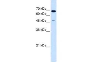 Western Blotting (WB) image for anti-Premelanosome Protein (PMEL) antibody (ABIN2463012) (Melanoma gp100 anticorps)