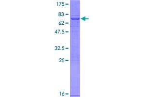 Image no. 1 for Platelet-Activating Factor Acetylhydrolase 2, 40kDa (PAFAH2) (AA 1-392) protein (GST tag) (ABIN1313899)