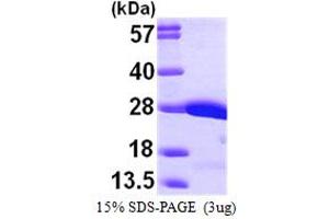 SDS-PAGE (SDS) image for V-Crk Sarcoma Virus CT10 Oncogene Homolog (Avian) (CRK) (AA 1-204) protein (His tag) (ABIN6386629) (Crk Protein (AA 1-204) (His tag))
