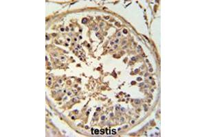 ABCF1 Antibody (C-term) IHC analysis in formalin fixed and paraffin embedded human testis tissue followed by peroxidase conjugation of the secondary antibody and DAB staining.