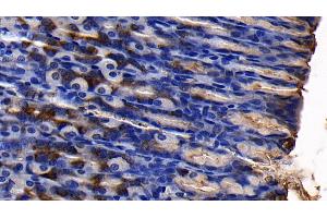 Detection of MUC5AC in Rat Stomach Tissue using Polyclonal Antibody to Mucin 5 Subtype AC (MUC5AC) (MUC5AC anticorps  (AA 2662-2755))
