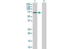 Western Blot analysis of BTN1A1 expression in transfected 293T cell line by BTN1A1 MaxPab polyclonal antibody.