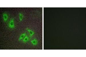Peptide - +Western blot analysis of extracts from COLO cells, using BCLW antibody.