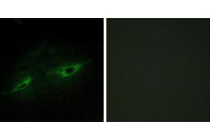 Peptide - +Immunofluorescence analysis of NIH/3T3 cells, using CDH22 antibody. (CDH22 anticorps)