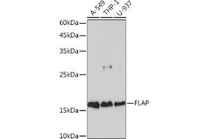 Western blot analysis of extracts of various cell lines, using FLAP Rabbit mAb (ABIN7265656) at 1:1000 dilution.