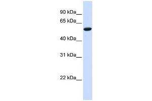 Human HeLa; WB Suggested Anti-ZNF77 Antibody Titration: 0. (ZNF77 anticorps  (N-Term))