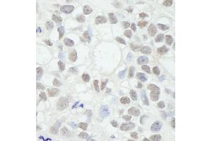 anti-Mediator Complex Subunit 12 (MED12) (C-Term) antibody