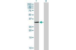 Western Blot analysis of TTC33 expression in transfected 293T cell line by TTC33 MaxPab polyclonal antibody. (TTC33 anticorps  (AA 1-262))