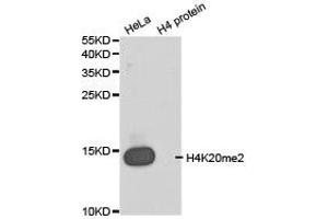Western blot analysis of extracts of HeLa cell line and H4 protein expressed in E. (Histone 3 anticorps  (2meLys20))