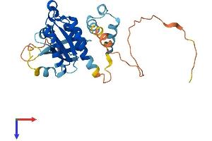 AlphaFold protein structure predicition of Human Recombinant RAB40AL Protein, UniprotID P0C0E4