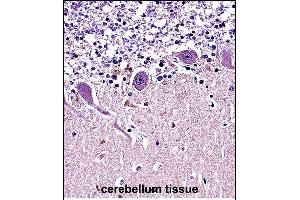 CR Antibody (N-term) (ABIN657682 and ABIN2846674) immunohistochemistry analysis in formalin fixed and paraffin embedded human cerebellum tissue followed by peroxidase conjugation of the secondary antibody and DAB staining. (CRMP1 anticorps  (N-Term))