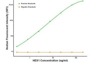Luminex Assay (LMNX) image for anti-Hes Family bHLH Transcription Factor 1 (HES1) antibody (ABIN2722654)