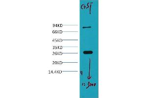 Western Blotting (WB) image for anti-Glutathione S Transferase (GST) antibody (ABIN3181093)