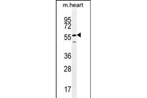SMTNL2 Antibody (N-term) (ABIN655662 and ABIN2845134) western blot analysis in mouse heart tissue lysates (35 μg/lane). (SMTNL2 anticorps  (N-Term))